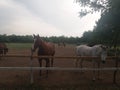 Stable LjubiÃÂevo - Pozarevac Serbia